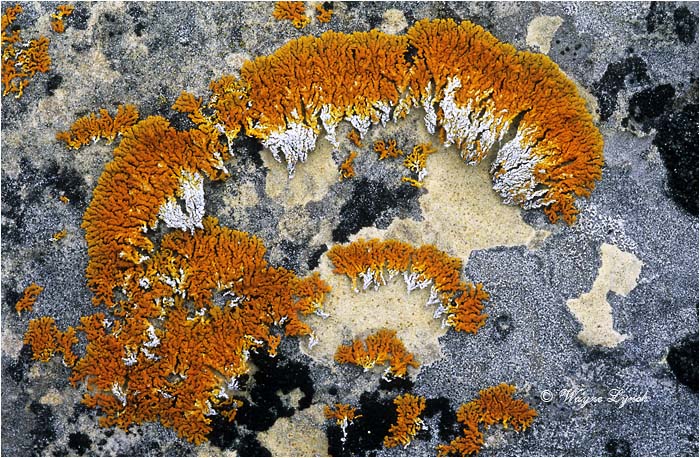 Arctic Lichens 103 by Dr. Wayne Lynch &copy;